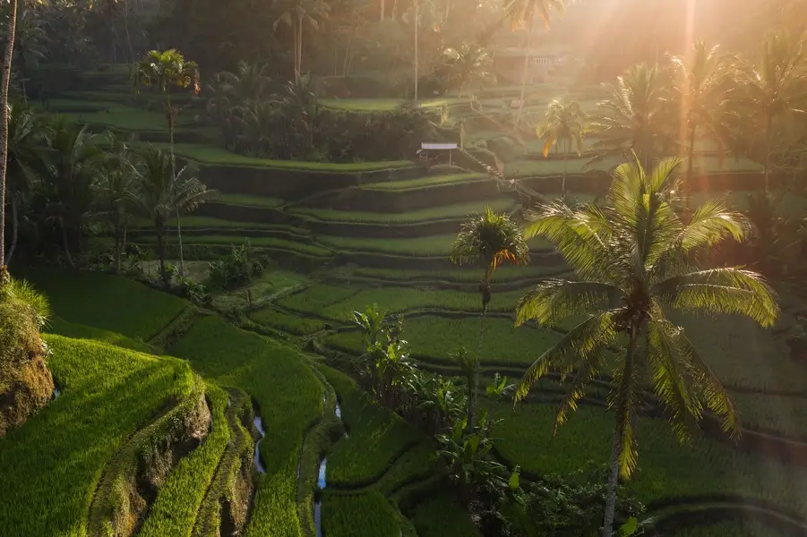 Ubud Tegalalang rice field