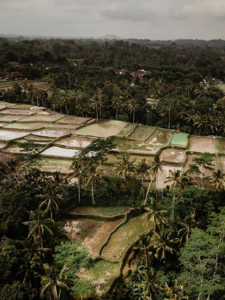 Ubud Bali rice terraces and tropical landscape