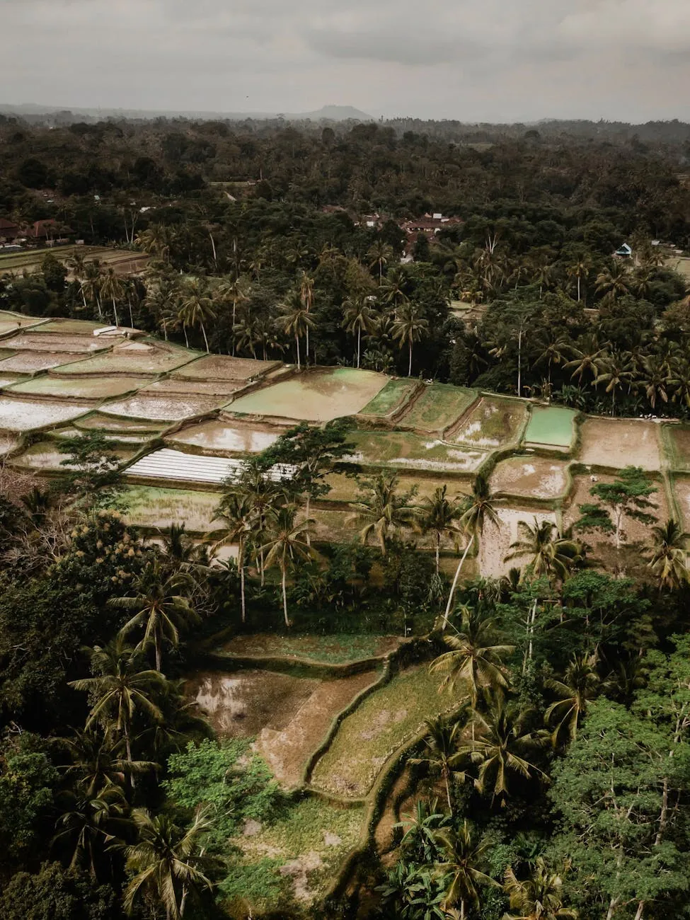 Ubud Bali rice terraces and tropical landscape