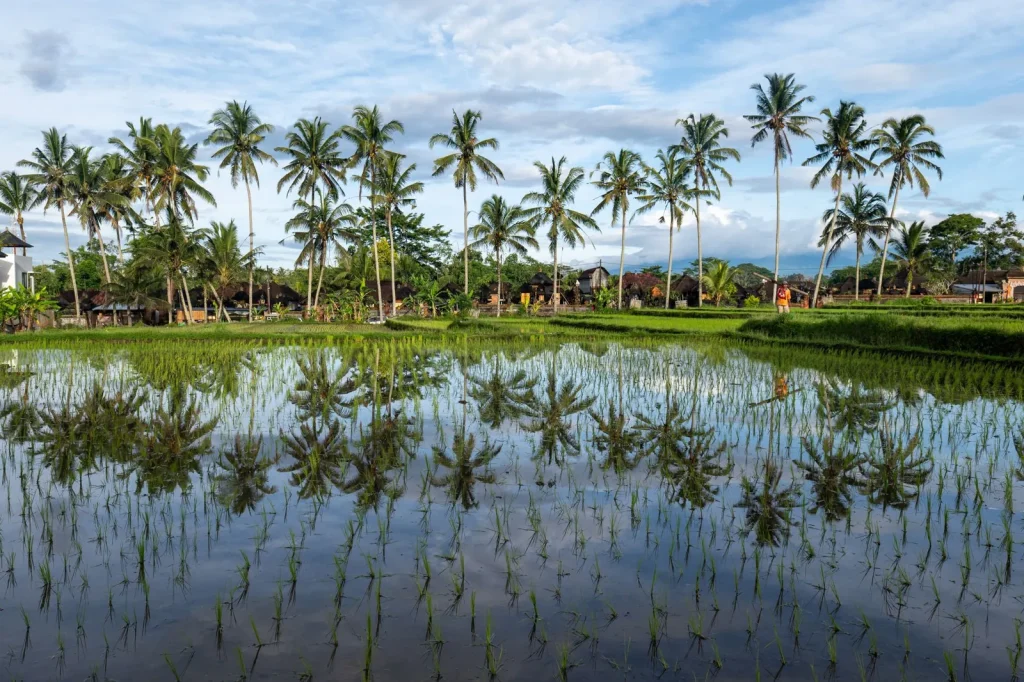 First-time visitor exploring Ubud Bali rice terraces and temples