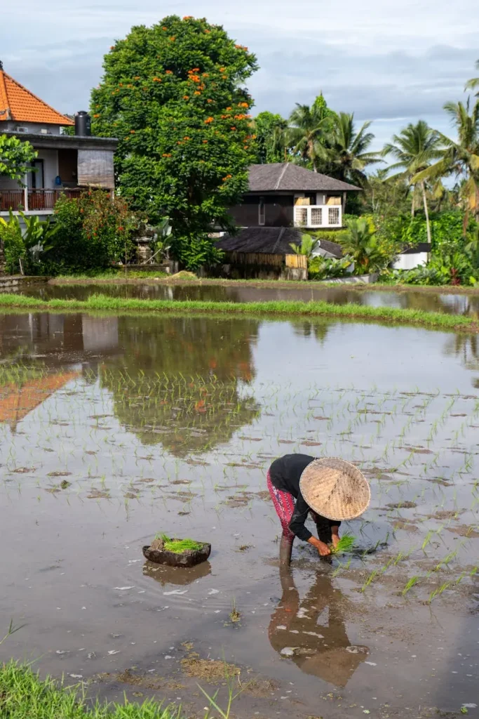 Best time to visit Ubud Bali during the dry season